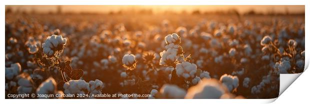 Panoramic of a cotton field at sunset. Print by Joaquin Corbalan
