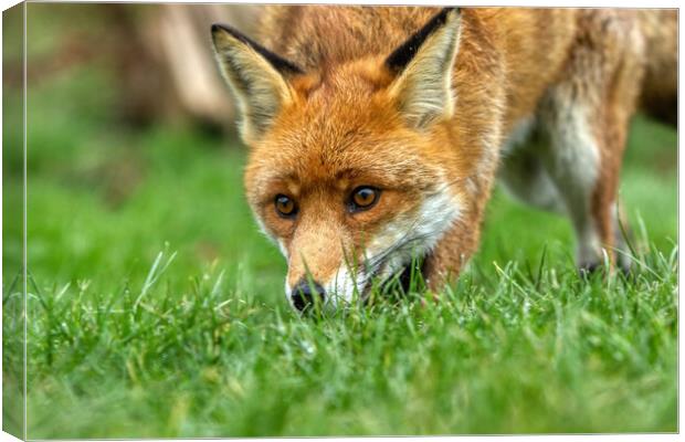 A red fox nose in the grass Canvas Print by Helkoryo Photography
