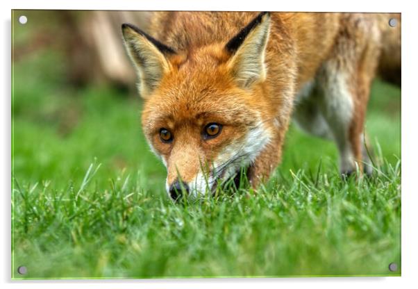 A red fox nose in the grass Acrylic by Helkoryo Photography