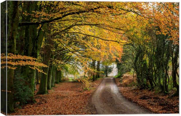 Late Autumn Colours Canvas Print by David Tinsley
