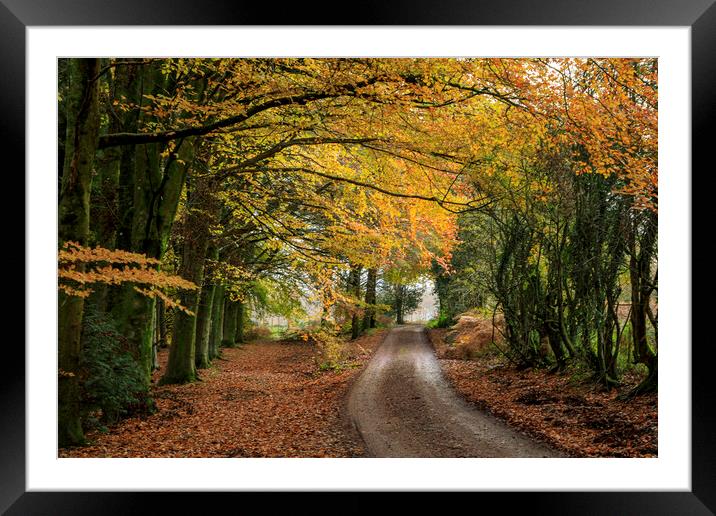Late Autumn Colours Framed Mounted Print by David Tinsley