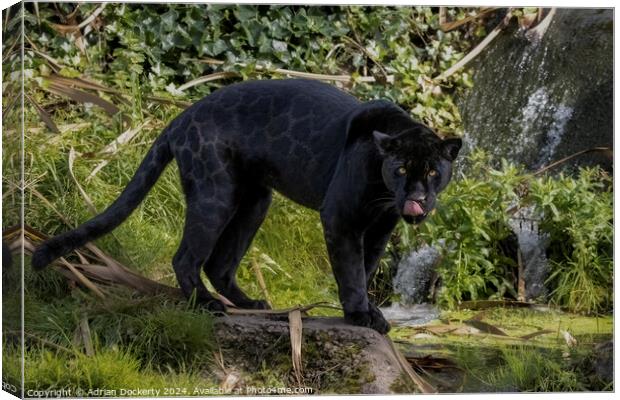 A black jaguar  Canvas Print by Adrian Dockerty