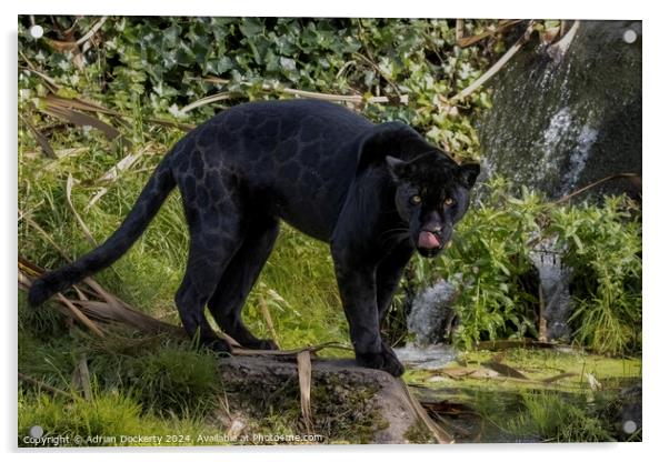 A black jaguar  Acrylic by Adrian Dockerty