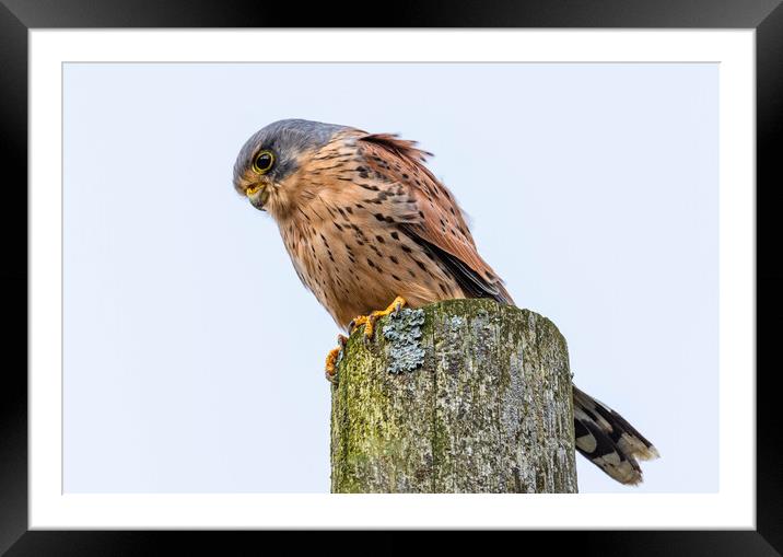 Male Kestrel Framed Mounted Print by Brett Pearson