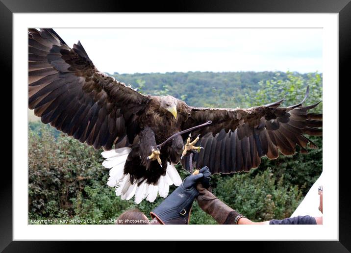 White Tailed Eagle Framed Mounted Print by Ray Putley