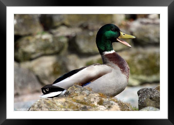 Mallard Duck. Framed Mounted Print by Ray Putley