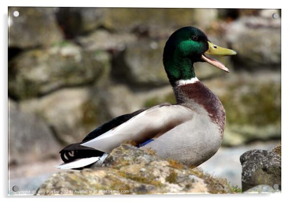 Mallard Duck. Acrylic by Ray Putley