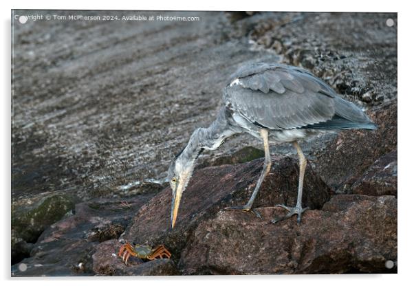 The grey heron Acrylic by Tom McPherson
