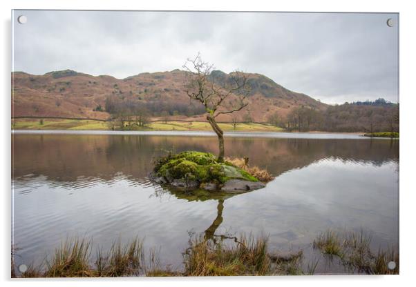 Rydal Water Lone Tree Acrylic by Graham Custance