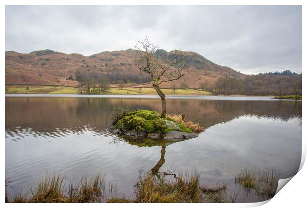 Rydal Water Lone Tree Print by Graham Custance