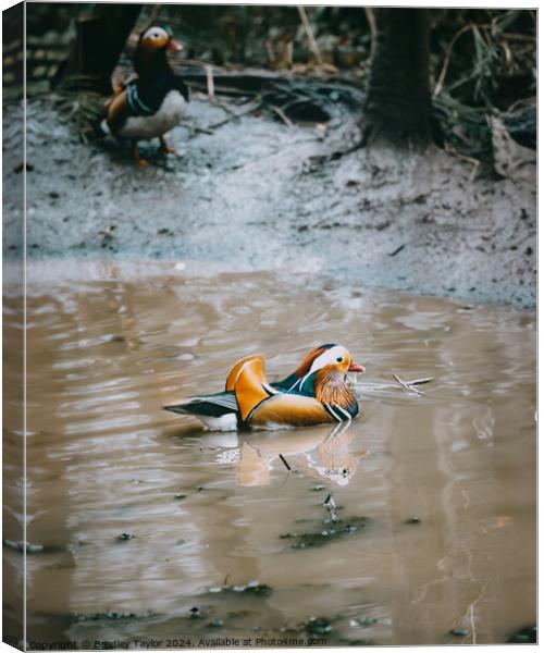 Mandarin Duck in the Spotlight Canvas Print by Bradley Taylor