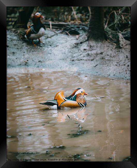 Mandarin Duck in the Spotlight Framed Print by Bradley Taylor