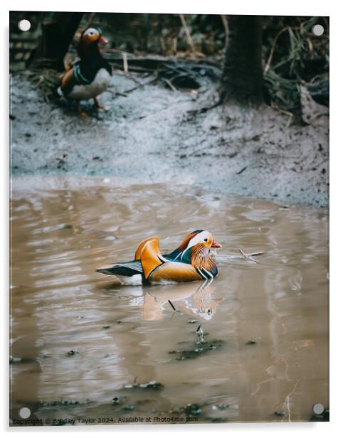 Mandarin Duck in the Spotlight Acrylic by Bradley Taylor