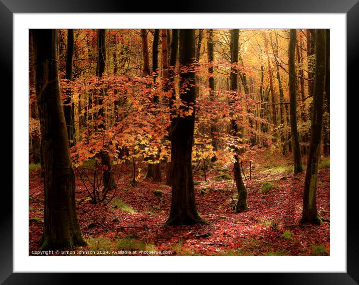 Autumnal Woodland  Framed Mounted Print by Simon Johnson
