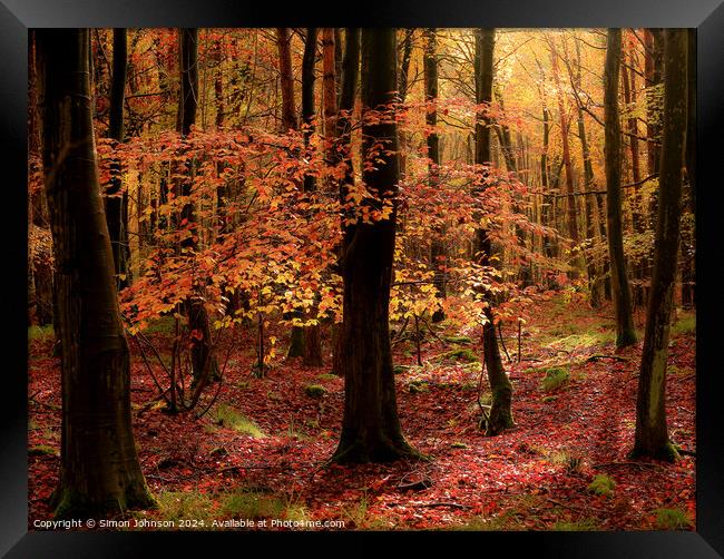Autumnal Woodland  Framed Print by Simon Johnson