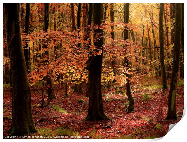 Autumnal Woodland  Print by Simon Johnson