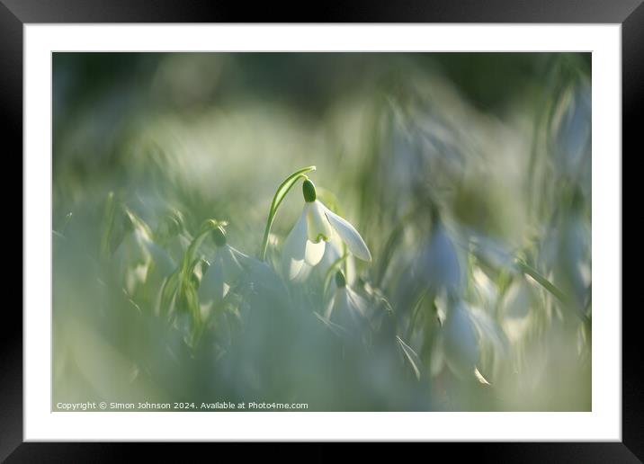 Snowdrop Framed Mounted Print by Simon Johnson