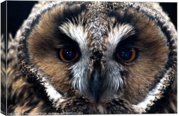 Owl Canvas Print by Ray Putley