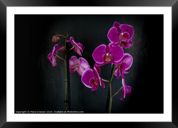 Orchid Framed Mounted Print by Fiona Crossan