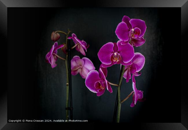 Orchid Framed Print by Fiona Crossan