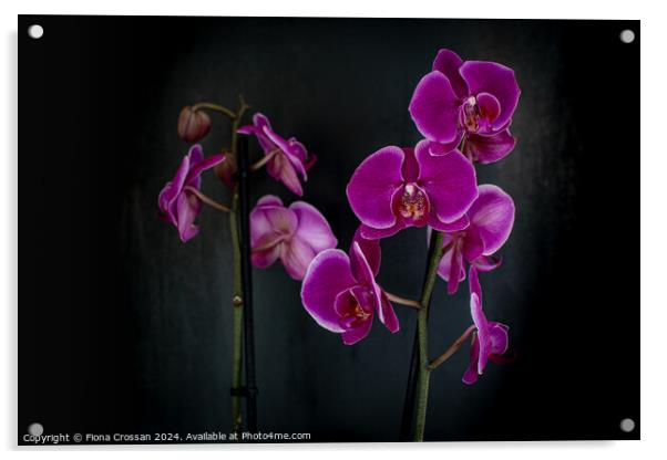 Orchid Acrylic by Fiona Crossan