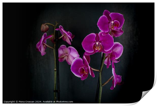 Orchid Print by Fiona Crossan