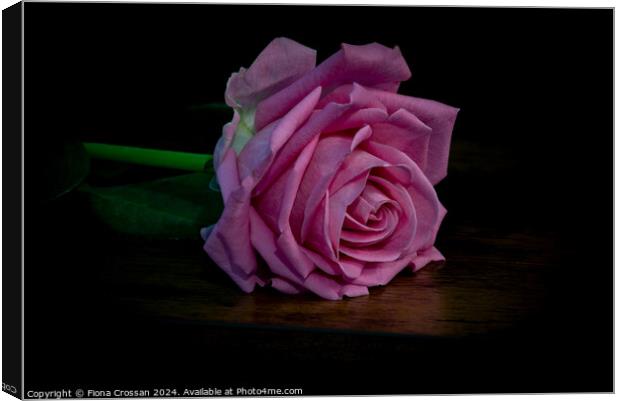 Pink Rose Canvas Print by Fiona Crossan