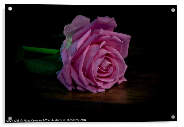 Pink Rose Acrylic by Fiona Crossan