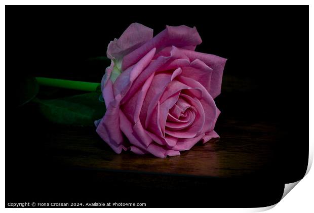 Pink Rose Print by Fiona Crossan