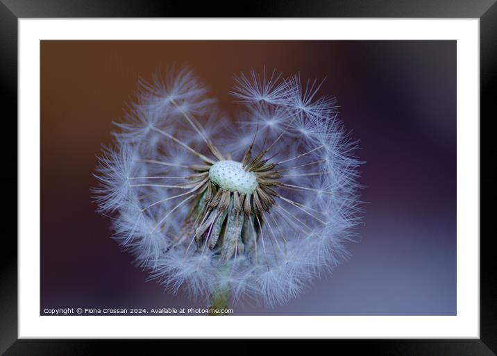 Dandelion Framed Mounted Print by Fiona Crossan
