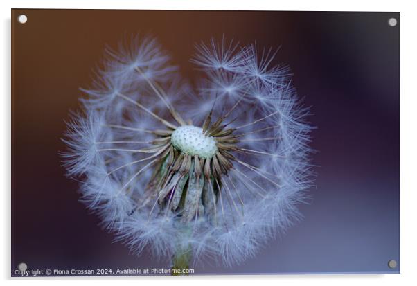 Dandelion Acrylic by Fiona Crossan