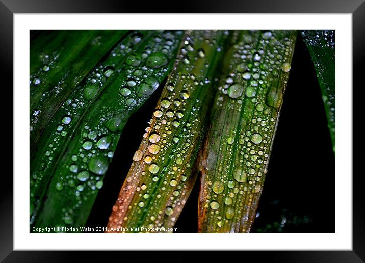 Raindrops! Framed Mounted Print by Florian Walsh