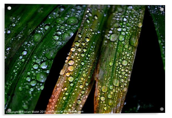 Raindrops! Acrylic by Florian Walsh