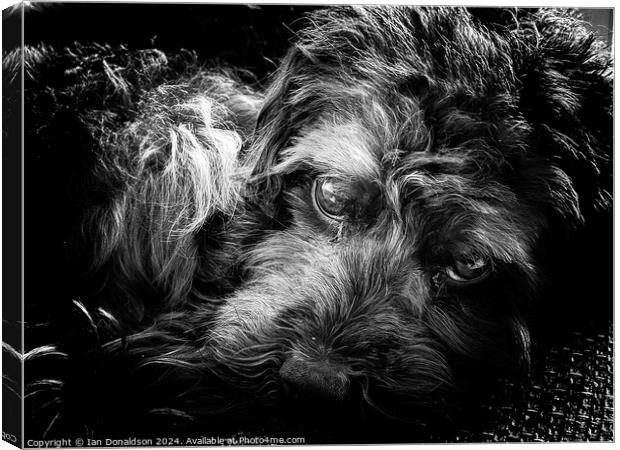 Yorkiepoo Canvas Print by Ian Donaldson