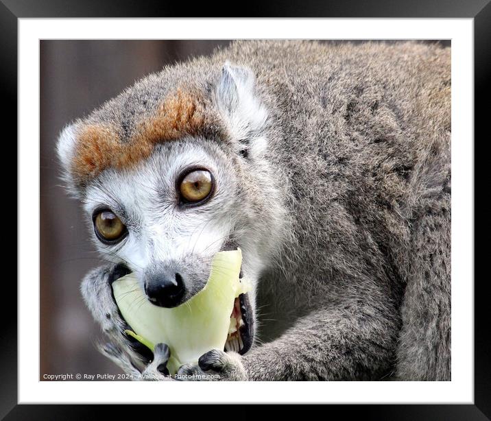 Crowned Lemur Framed Mounted Print by Ray Putley