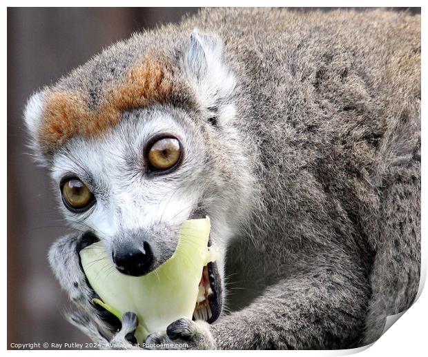 Crowned Lemur Print by Ray Putley