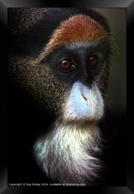 De Brazza's Monkey Framed Print by Ray Putley