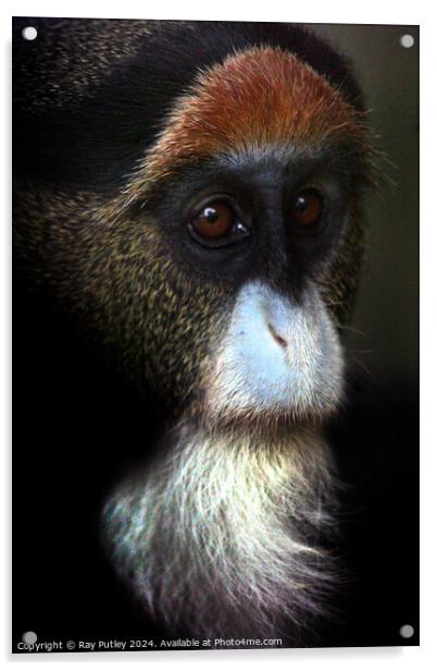 De Brazza's Monkey Acrylic by Ray Putley
