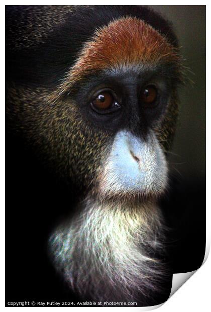 De Brazza's Monkey Print by Ray Putley