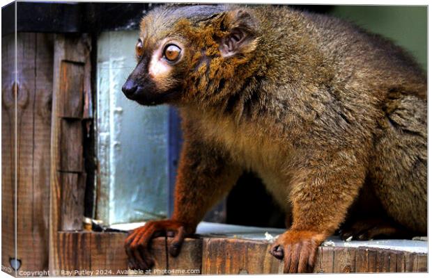 Red Bellied Lemur Canvas Print by Ray Putley