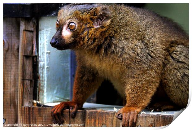 Red Bellied Lemur Print by Ray Putley