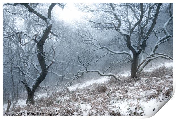 Snowy woodland scene 1045 Print by PHILIP CHALK