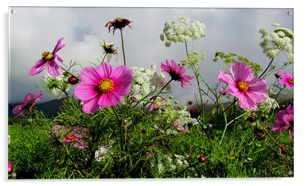 Summer-flowers Acrylic by barbara walsh