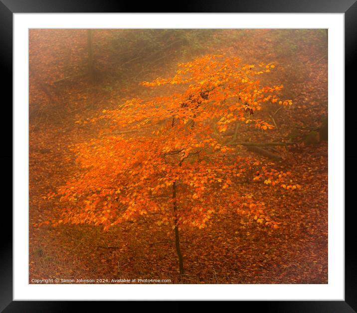 Autumn Beech tree in the mist Framed Mounted Print by Simon Johnson