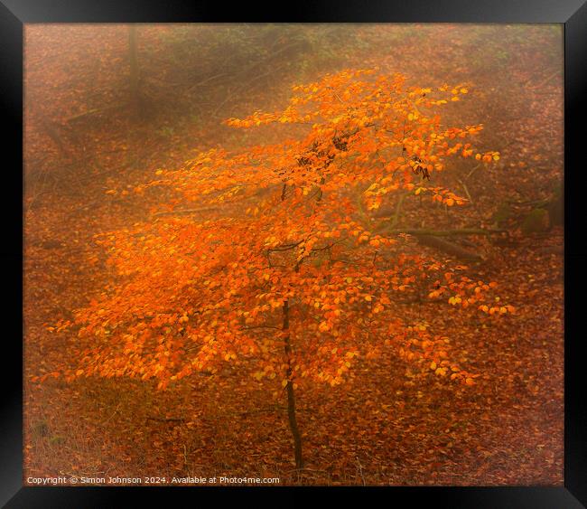 Autumn Beech tree in the mist Framed Print by Simon Johnson