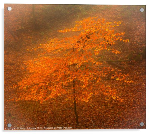 Autumn Beech tree in the mist Acrylic by Simon Johnson