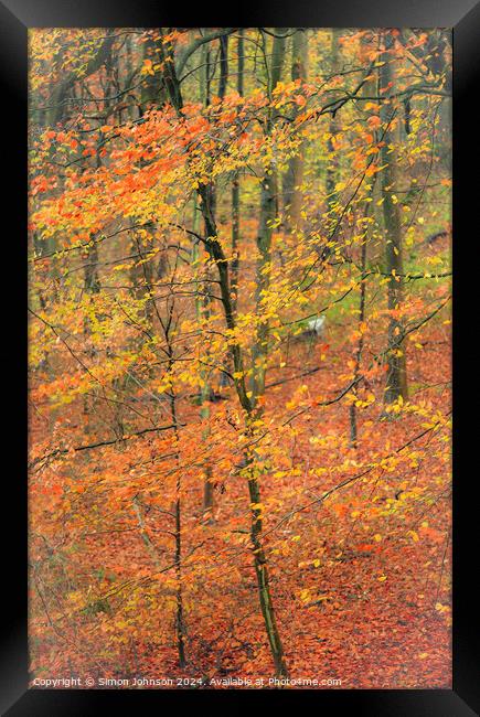 autumnal Woodland  Framed Print by Simon Johnson