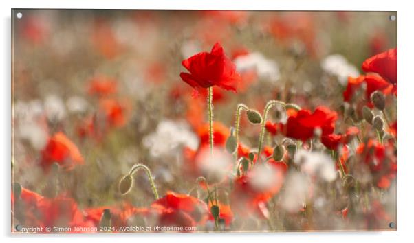 Poppy flowers Acrylic by Simon Johnson