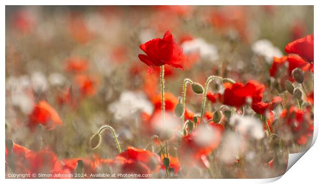 Poppy flowers Print by Simon Johnson