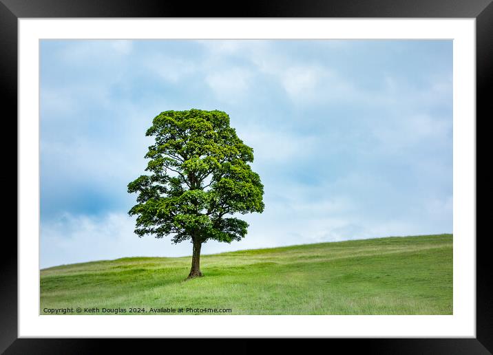 Single Tree in Spring (Left) Framed Mounted Print by Keith Douglas
